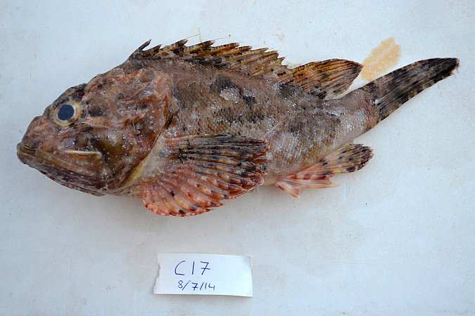 Image C017-1 of sample C017 (species: Scorpaena porcus) / © Prof. Dr. Reinhold Hanel