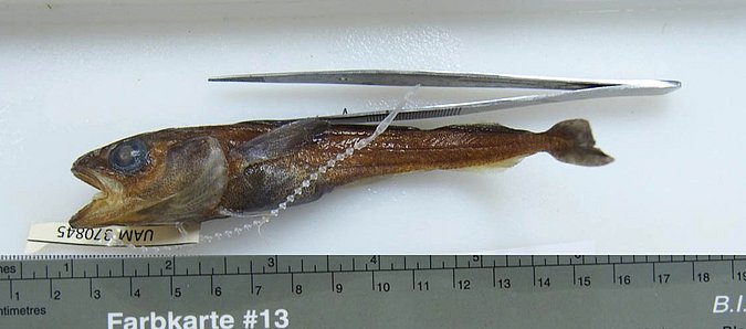 Image UAM_Fish_47800[370845] of sample UAM:Fish:47800 [370845] (species: Boreogadus saida) / © University of Alaska Fairbanks