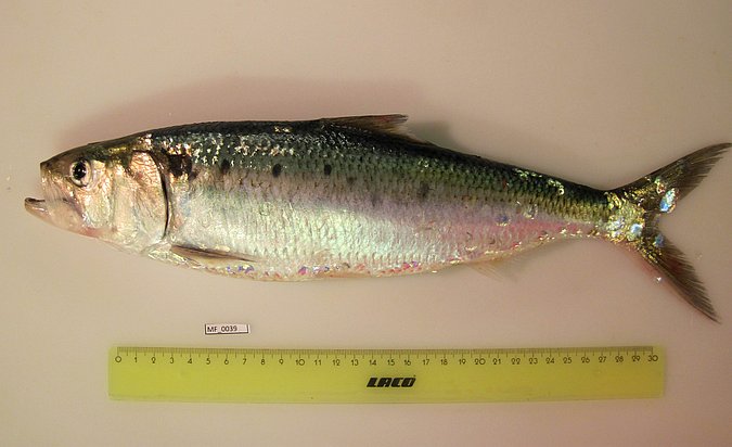 Image MF039-1 of sample MF039 (species: Alosa fallax) / © Prof. Dr. Reinhold Hanel