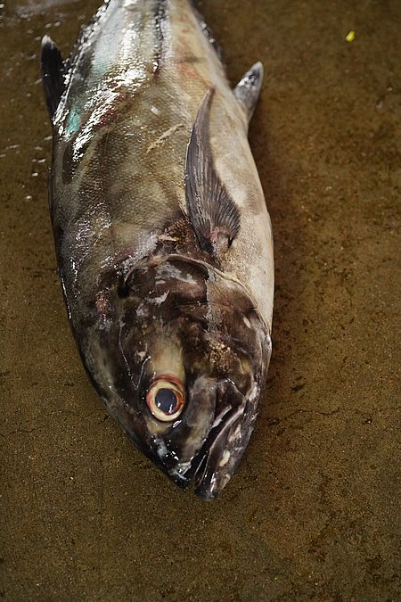 Image S092-2 of sample S092 (species: Caranx sexfasciatus) / © © Johann Heinrich von Thünen Institute