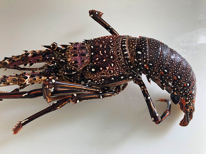 Image S246-1 of sample S246 (species: Panulirus longipes longipes) / © Max Rubner-Institut, Institut für Sicherheit und Qualität bei Milch und Fisch, Hamburg