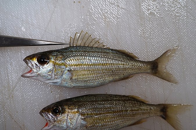 Image T216-2 of sample T216 (species: Haemulon aurolineatum) / © Prof. Dr. Reinhold Hanel