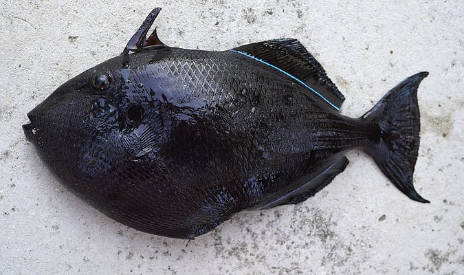 Image T263-5 of sample T263 (species: Melichthys niger) / © Prof. Dr. Reinhold Hanel
