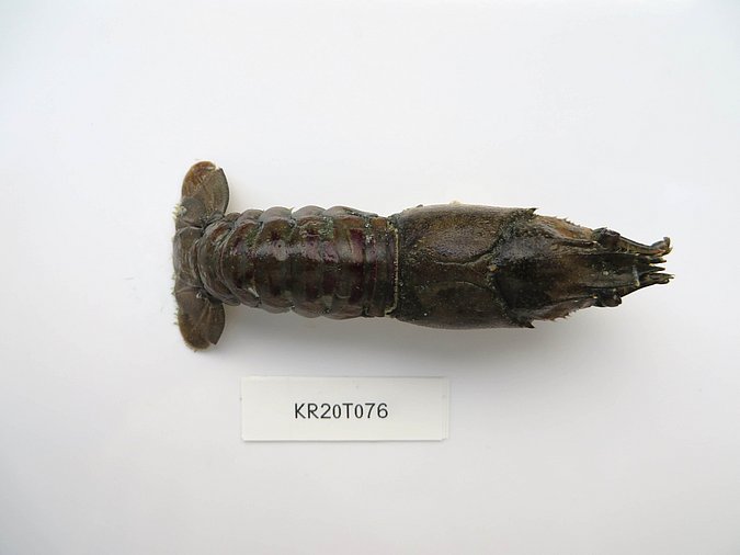 Image Kr20T076 of sample Kr20T076 (species: Faxonius limosus) / © Max Rubner-Institut, Institut für Sicherheit und Qualität bei Milch und Fisch, Hamburg