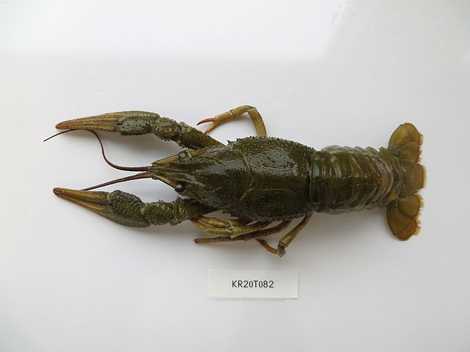 Image Kr20T082 of sample Kr20T082 (species: Pontastacus leptodactylus) / © Max Rubner-Institut, Institut für Sicherheit und Qualität bei Milch und Fisch, Hamburg