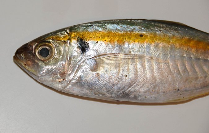 Image O044-2 of sample O044 (species: Selaroides leptolepis) / © Prof. Dr. Reinhold Hanel