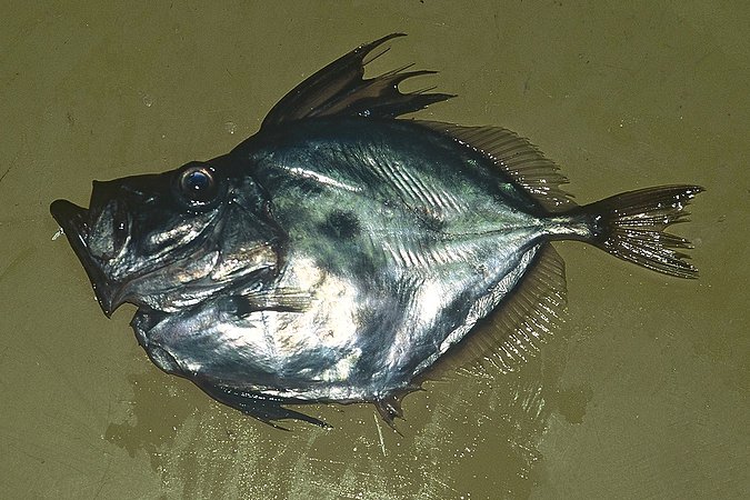 Image B186_____0244 of sample B186 (species: Zenopsis conchifer) / © Prof. Dr. Reinhold Hanel