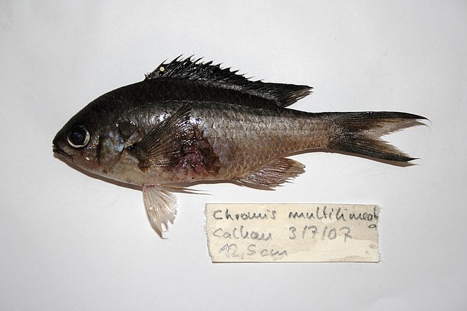 Image KV145-1 of sample KV145 (species: Azurina multilineata) / © Prof. Dr. Reinhold Hanel