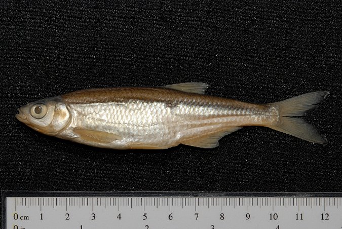 Image ZSM-PIS-036236|ZSM-BayFi 06773 of sample ZSM-PIS-036236|ZSM-BayFi 06773 (species: Alburnus alburnus) / © LGL_SNSB/ZSM
