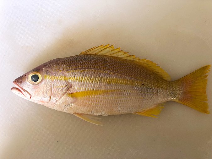 Image S271-1 of sample S271 (species: Lutjanus madras) / © Prof. Dr. Reinhold Hanel