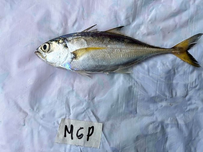 Image MCP-1 of sample MCP (species: Megalaspis cordyla) / © Prof. Dr. Reinhold Hanel