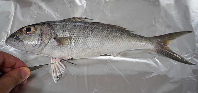 Image T169-3 of sample T169 (species: Aprion virescens) / © Prof. Dr. Reinhold Hanel