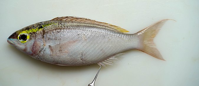 Image S171-3 of sample S171 (species: Scolopsis frenata) / © Prof. Dr. Reinhold Hanel