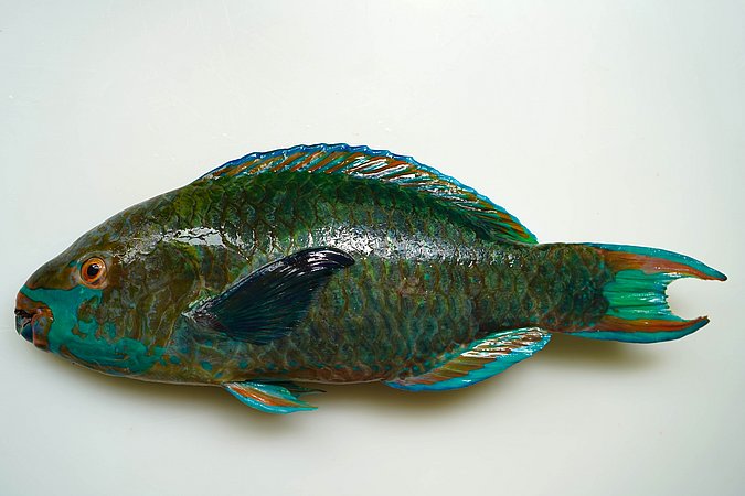 Image S183-2 of sample S183 (species: Scarus falcipinnis) / © Prof. Dr. Reinhold Hanel