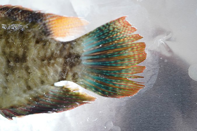 Image T091-7 of sample T091 (species: Cheilinus chlorourus) / © Prof. Dr. Reinhold Hanel
