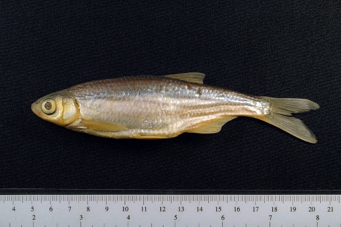 Image ZSM-PIS-036383|ZSM-BayFi 06955 of sample ZSM-PIS-036383|ZSM-BayFi 06955 (species: Alburnus alburnus) / © LGL_SNSB/ZSM