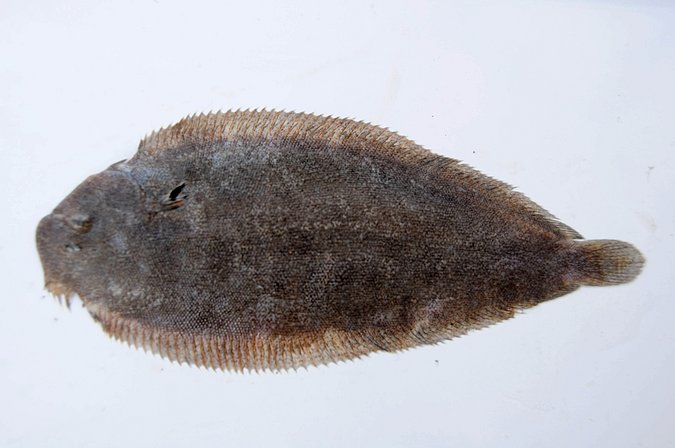 Image MA087-1 of sample MA087 (species: Pegusa lascaris) / © Prof. Dr. Reinhold Hanel