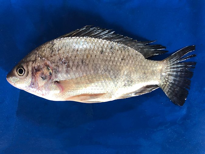 Image P47-1 of sample P47 (species: Oreochromis niloticus) / © Prof. Dr. Reinhold Hanel