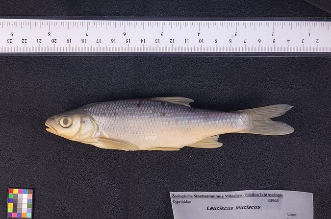 Image ZSM-PIS-033963|ZSM-BayFi 04970 of sample ZSM-PIS-033963|ZSM-BayFi 04970 (species: Leuciscus leuciscus) / © LGL_SNSB/ZSM