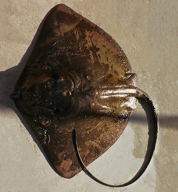 Image A003-1 of sample A003 (species: Bathytoshia lata) / © Prof. Dr. Reinhold Hanel