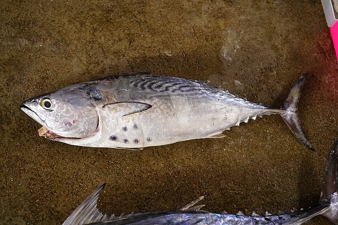 Image S103-1 of sample S103 (species: Euthynnus affinis) / © © Johann Heinrich von Thünen Institute