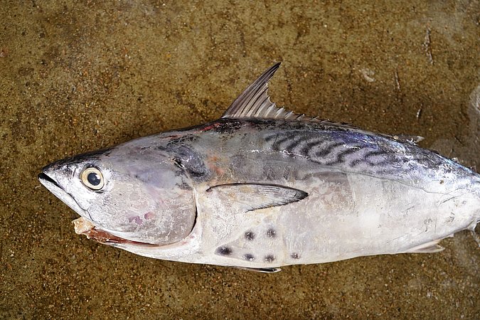 Image S103-4 of sample S103 (species: Euthynnus affinis) / © © Johann Heinrich von Thünen Institute