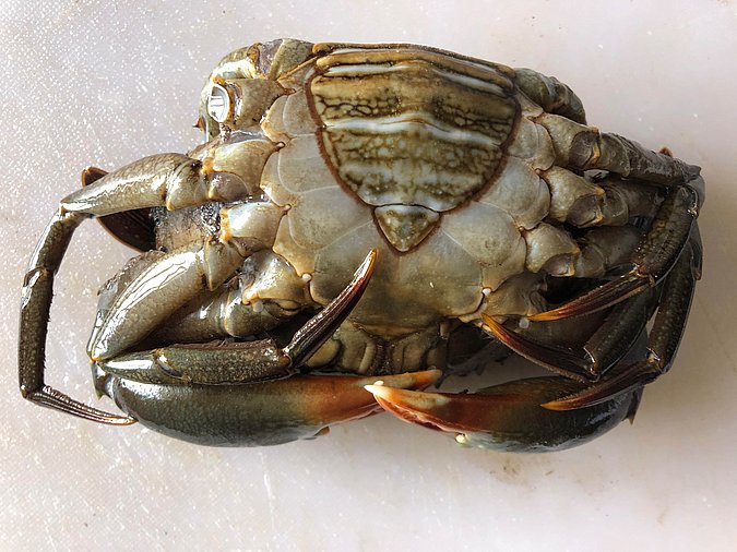 Image S282-3 of sample S282 (species: Scylla serrata) / © Max Rubner-Institut, Institut für Sicherheit und Qualität bei Milch und Fisch, Hamburg