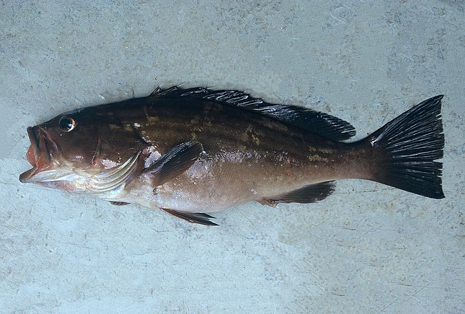 Image A207-1 of sample A207 (species: Epinephelus costae) / © Prof. Dr. Reinhold Hanel