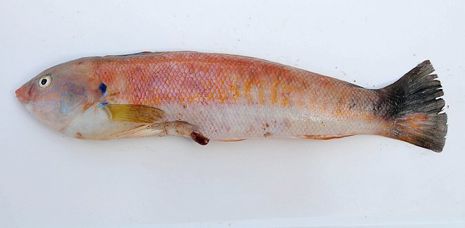 Image MA056-1 of sample MA056 (species: Coris atlantica) / © Prof. Dr. Reinhold Hanel