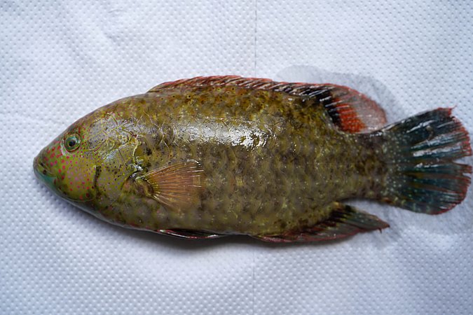 Image S004-1 of sample S004 (species: Cheilinus chlorourus) / © Prof. Dr. Reinhold Hanel