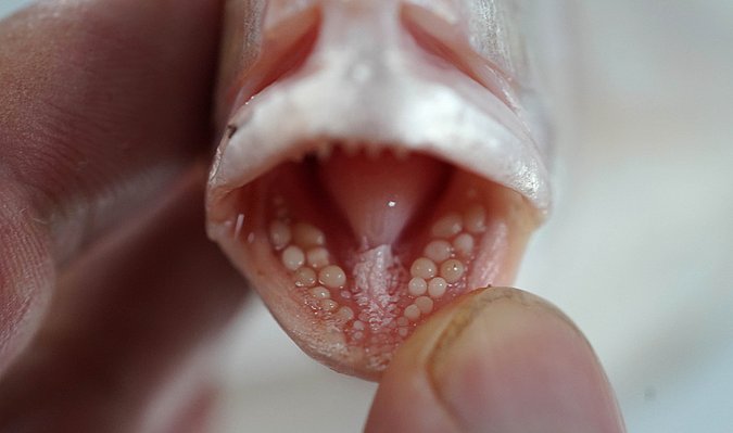 Image T134-2 of sample T134 (species: Argyrops spinifer) / © Prof. Dr. Reinhold Hanel