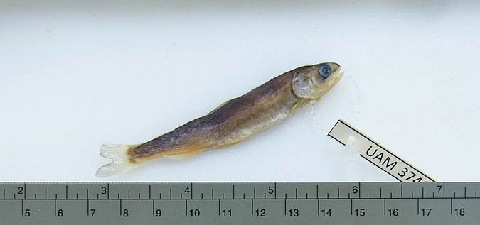 Image UAM_Fish_10310 [374676] of sample UAM:Fish:10310 [374676] (species: Oncorhynchus keta) / © University of Alaska Fairbanks