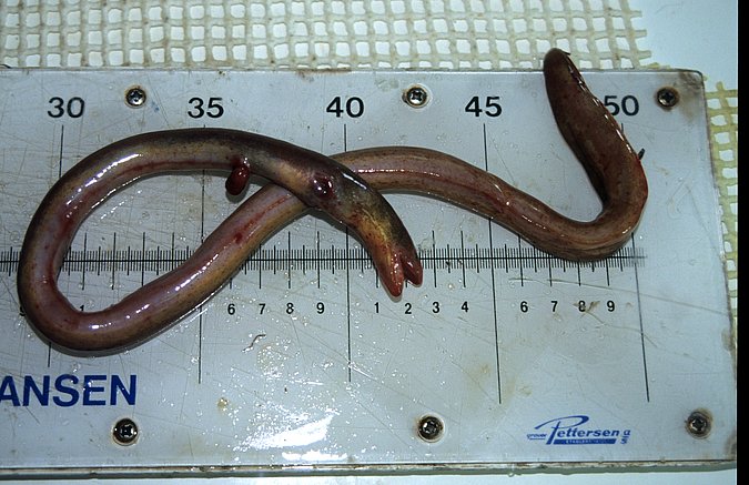 Image A353-1 of sample A353 (species: Pythonichthys microphthalmus) / © © 2023 Johann Heinrich von Thünen Institute