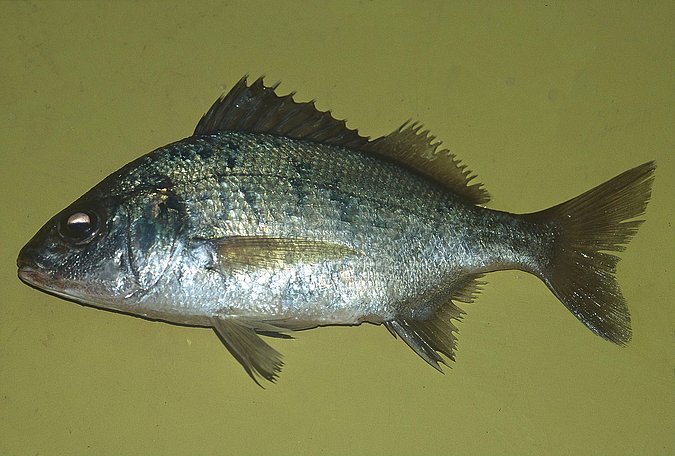 Image B199_____0061 of sample B199 (species: Pomadasys incisus) / © Prof. Dr. Reinhold Hanel