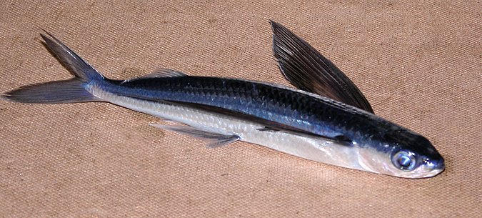 Image K05-27-5 of sample K05-27 (species: Hirundichthys affinis) / © Prof. Dr. Reinhold Hanel