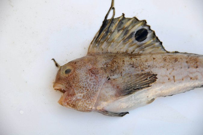 Image MA269-2 of sample MA269 (species: Blennius ocellaris) / © Prof. Dr. Reinhold Hanel