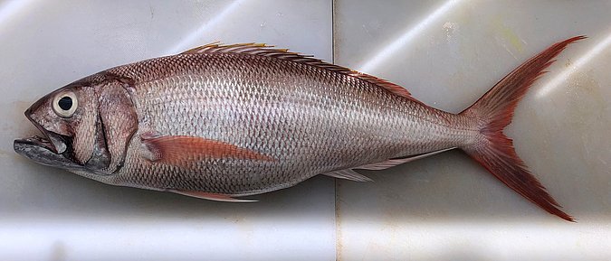 Image S302-2 of sample S302 (species: Aphareus rutilans) / © Prof. Dr. Reinhold Hanel