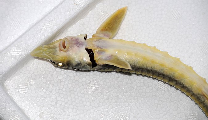 Image IR052-3 of sample IR052 (species: Acipenser persicus) / © Prof. Dr. Reinhold Hanel