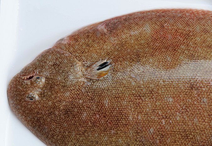 Image MA148-3 of sample MA148 (species: Pegusa lascaris) / © Prof. Dr. Reinhold Hanel