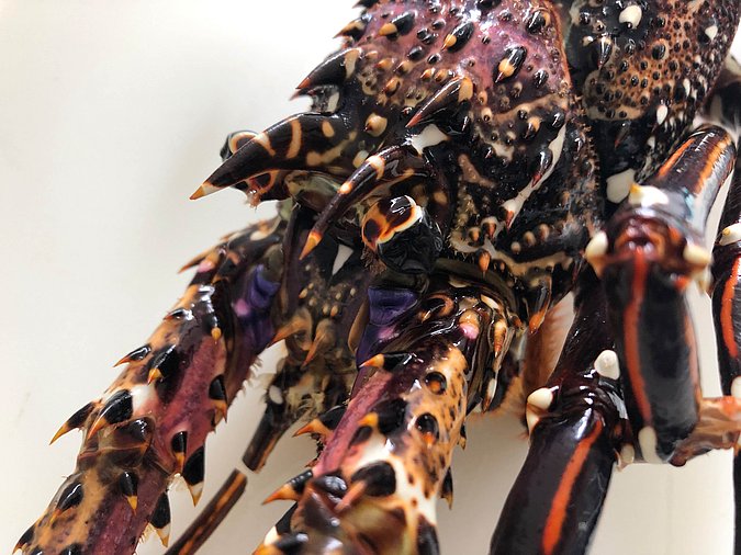 Image S246-2 of sample S246 (species: Panulirus longipes longipes) / © Max Rubner-Institut, Institut für Sicherheit und Qualität bei Milch und Fisch, Hamburg