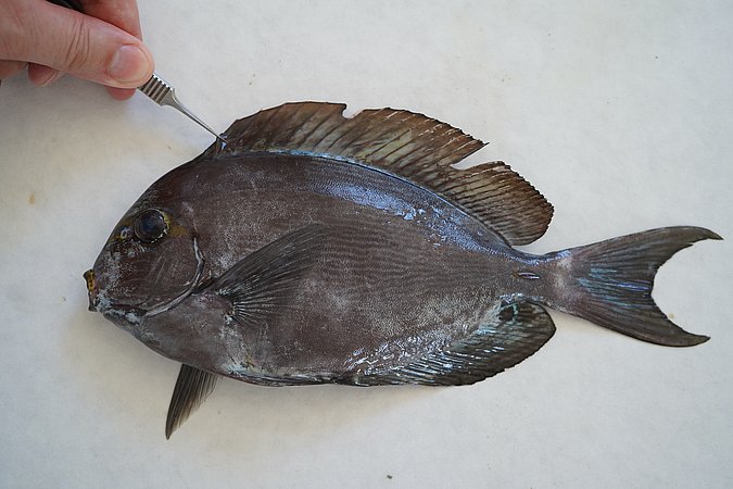 Image S046-2 of sample S046 (species: Acanthurus mata) / © © Johann Heinrich von Thünen Institute