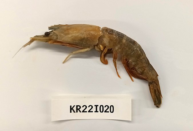 Image Kr22I020 of sample Kr22I020 (species: Parapenaeopsis stylifera) / © Chandrasena Reddy, Intertek, Hyderabad, India