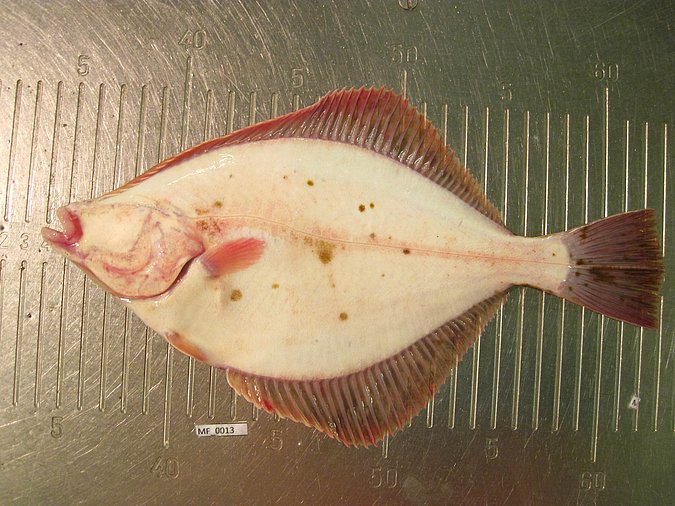Image MF013-2 of sample MF013 (species: Platichthys flesus) / © Prof. Dr. Reinhold Hanel