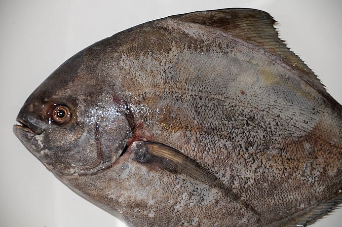 Image O052-2 of sample O052 (species: Parastromateus niger) / © Prof. Dr. Reinhold Hanel