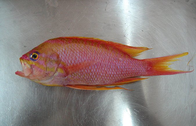 Image Sp300-1 of sample Sp300 (species: Anthias anthias) / © Prof. Dr. Reinhold Hanel