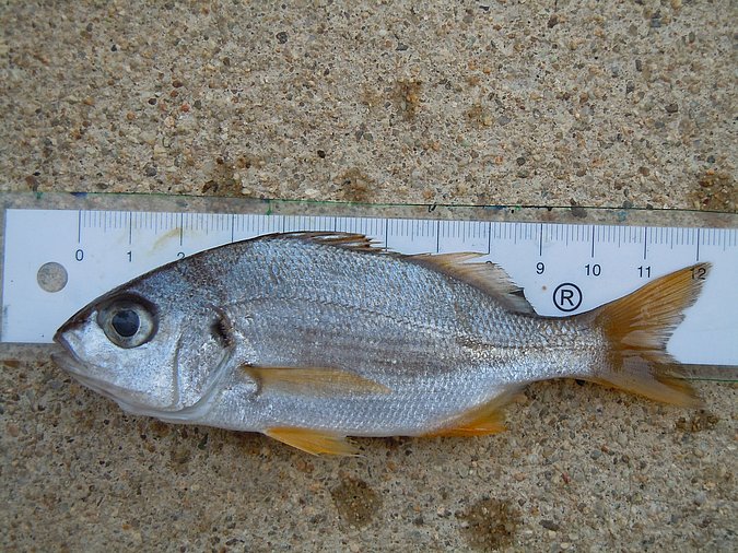 Image Sp505-1 of sample Sp505 (species: Pomadasys incisus) / © © Johann Heinrich von Thünen Institute