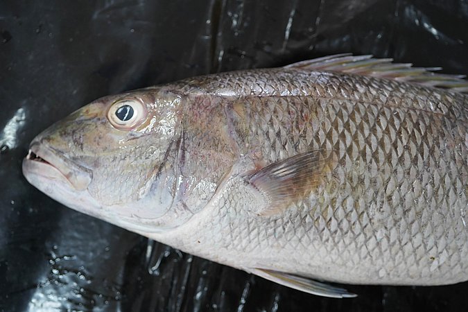 Image T164-5 of sample T164 (species: Aprion virescens) / © Prof. Dr. Reinhold Hanel