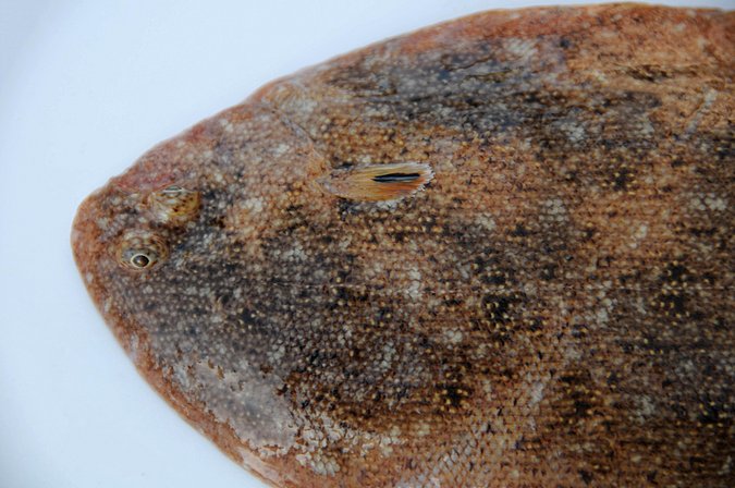 Image MA091-2 of sample MA091 (species: Pegusa lascaris) / © Prof. Dr. Reinhold Hanel