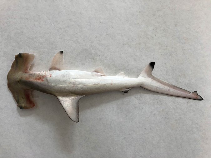 Image S023-5 of sample S023 (species: Sphyrna lewini) / © Prof. Dr. Reinhold Hanel