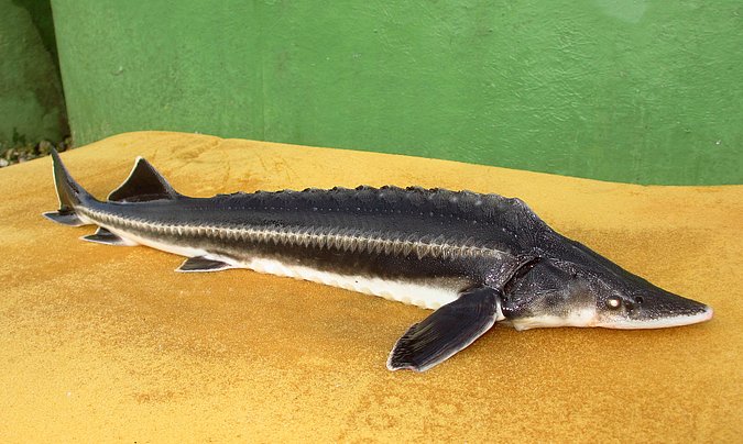 Image LGL_Acipenser_nudiventris_S5-1 of sample LGL_Acipenser_nudiventris_S5 (species: Acipenser nudiventris) / © Prof. Dr. Reinhold Hanel